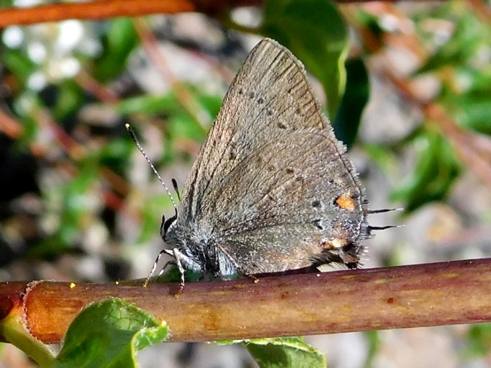 Sylvan hairstreak, Satyrium sylvinus