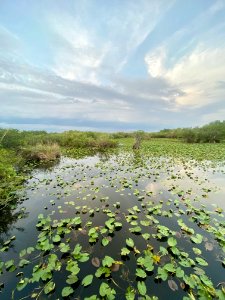 Anhinga Trail