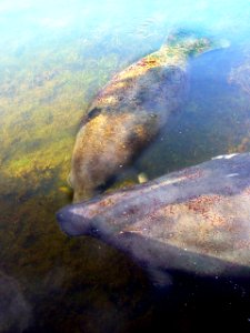 Manatee in FL Bay, NPSPhoto