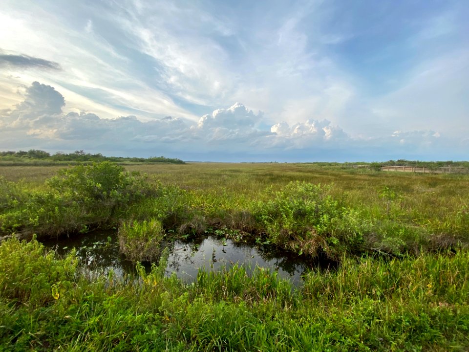 Anhinga Trail