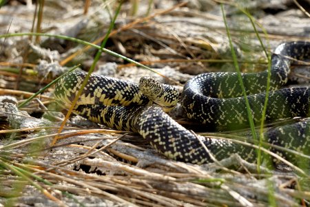 Florida Kingsnake