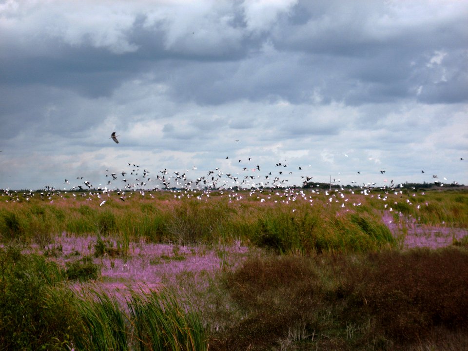 Flock of Ibis, NPSPhoto