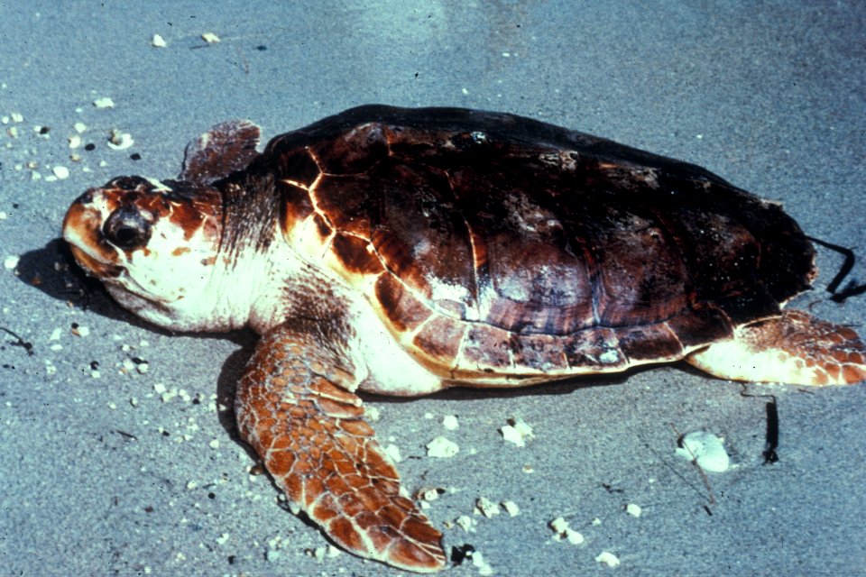 Sea Turtle, NPSPhoto (6)