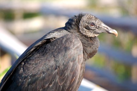 Black Vulture, NPSphotos.jpg photo