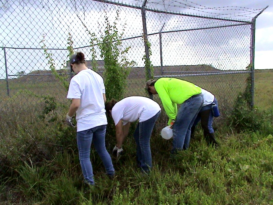 Removing vines from Dog Kennel Fence