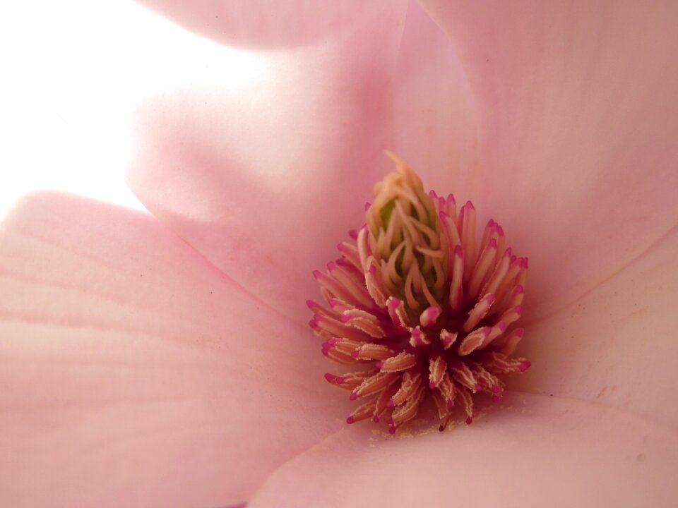 Tulip tree yulan magnolia magnolia liliiflora photo