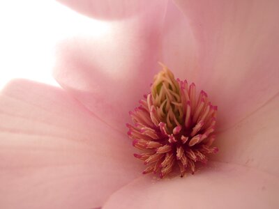 Tulip tree yulan magnolia magnolia liliiflora