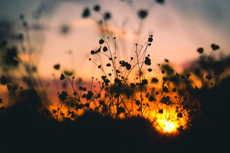 Shadow plants flowers photo