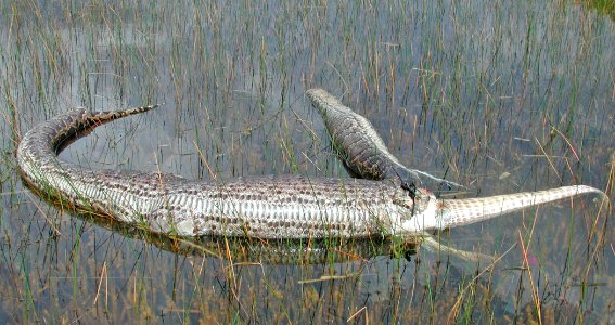Dead Gator who ate Python (1), NPSphotos.jpg