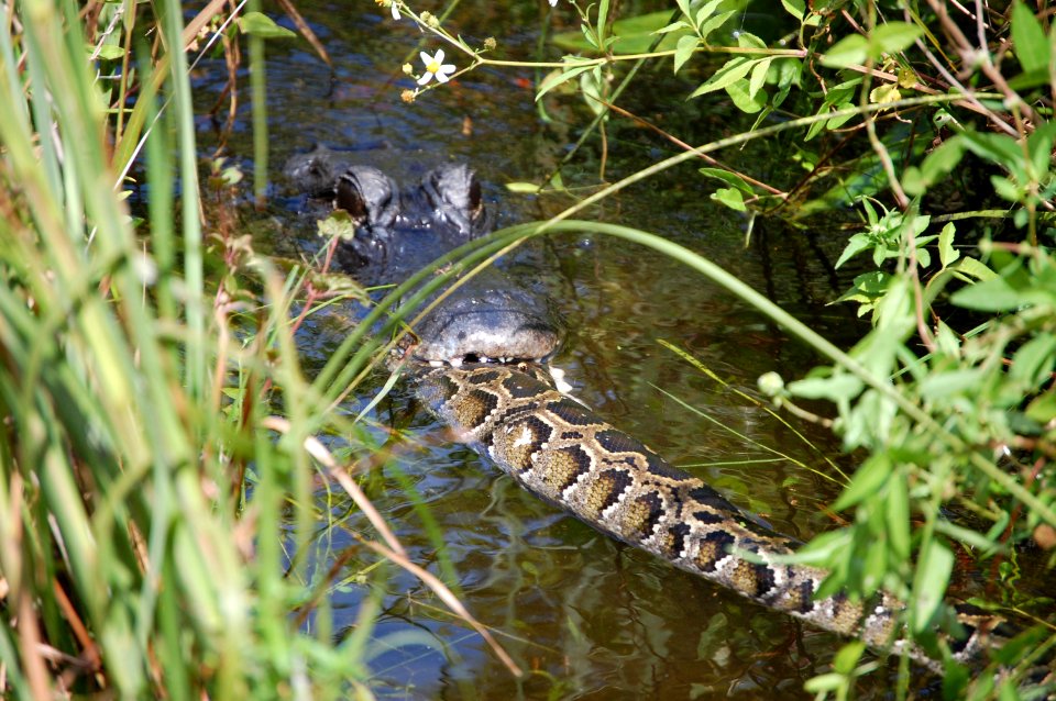 Alligator eats Burmese Python, NPSphotos.jpg