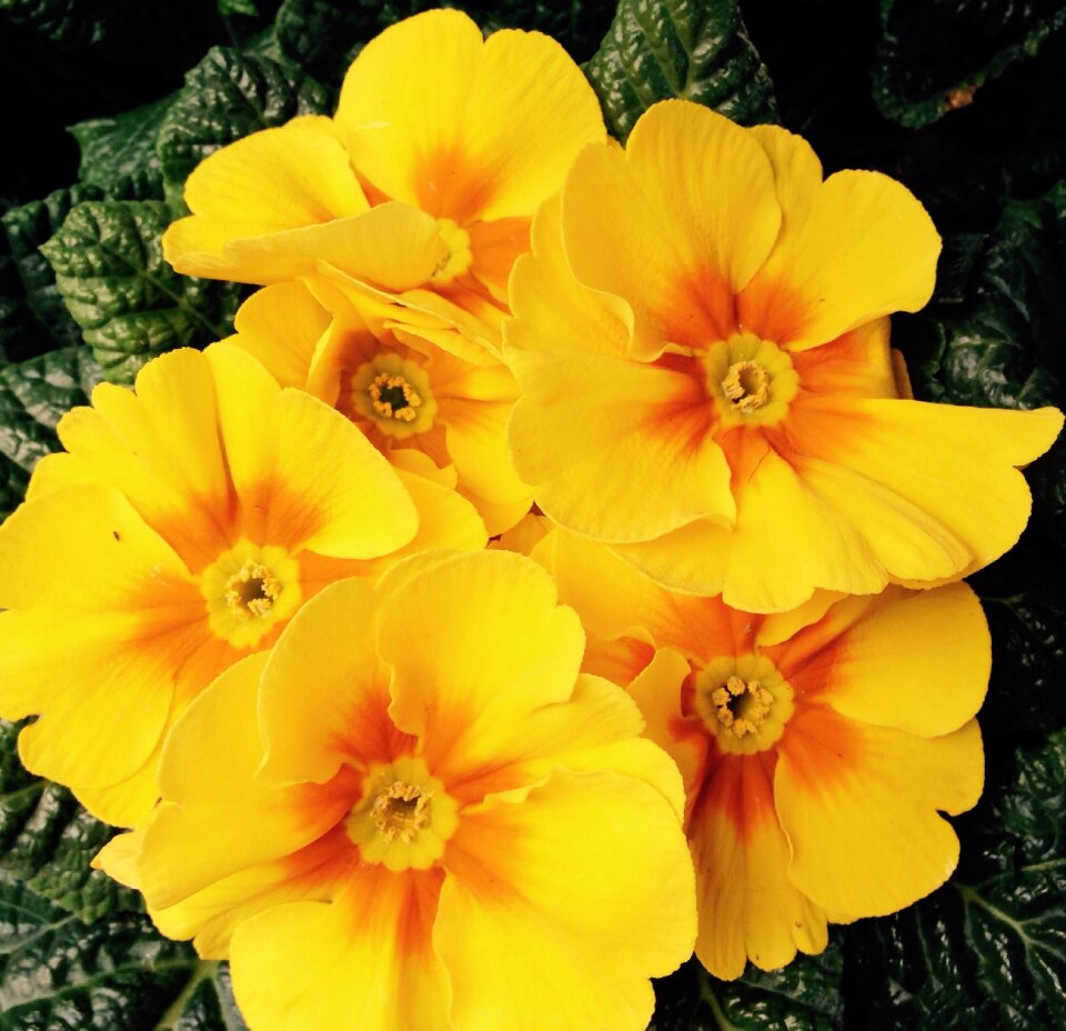 Easter yellow cowslip