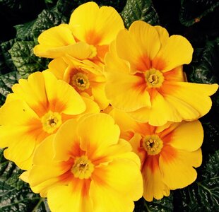 Easter yellow cowslip