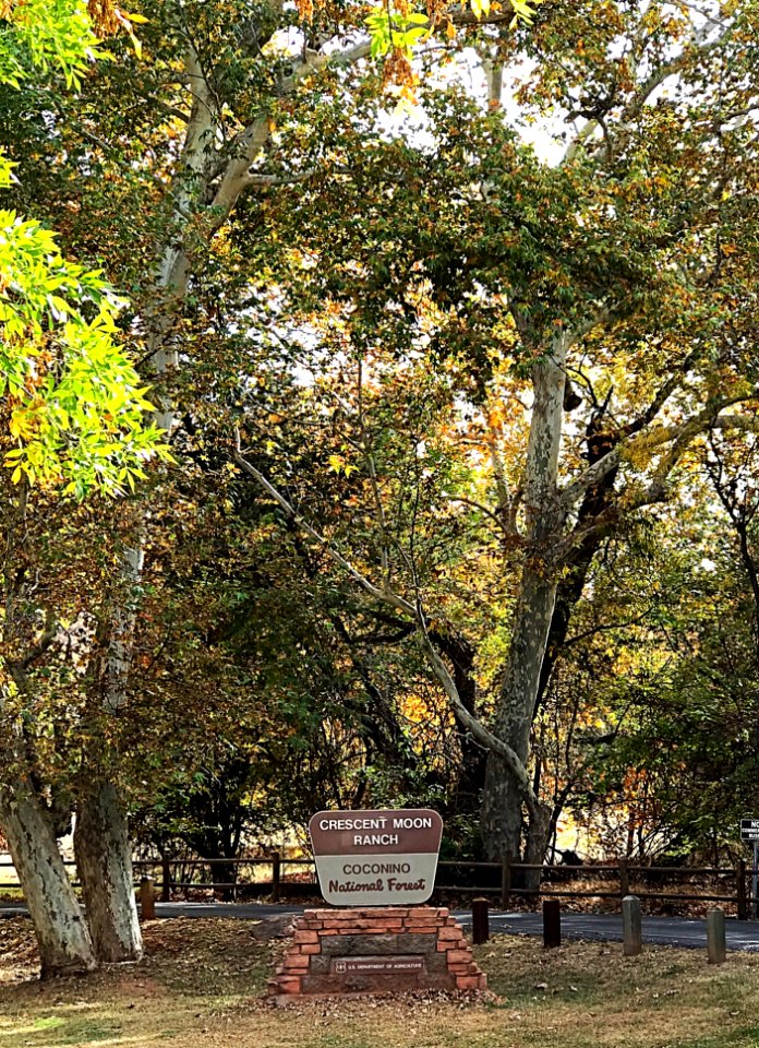 Fall color at Crescent Moon Ranch (November 15, 2017)