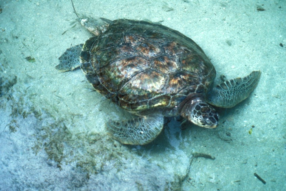 Sea Turtle, NPSPhoto (5)