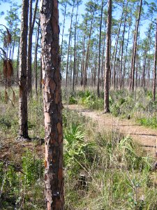 Long Pine Key Nature Trail (10), NPSPhoto