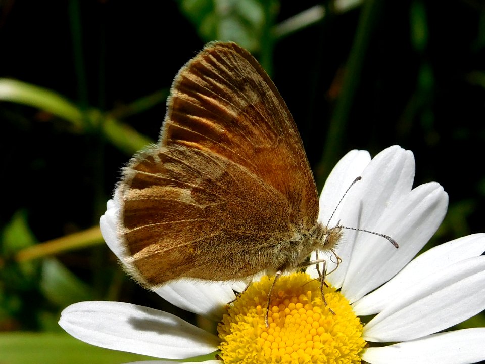 Common Ringlet, Coenonympha tullia
