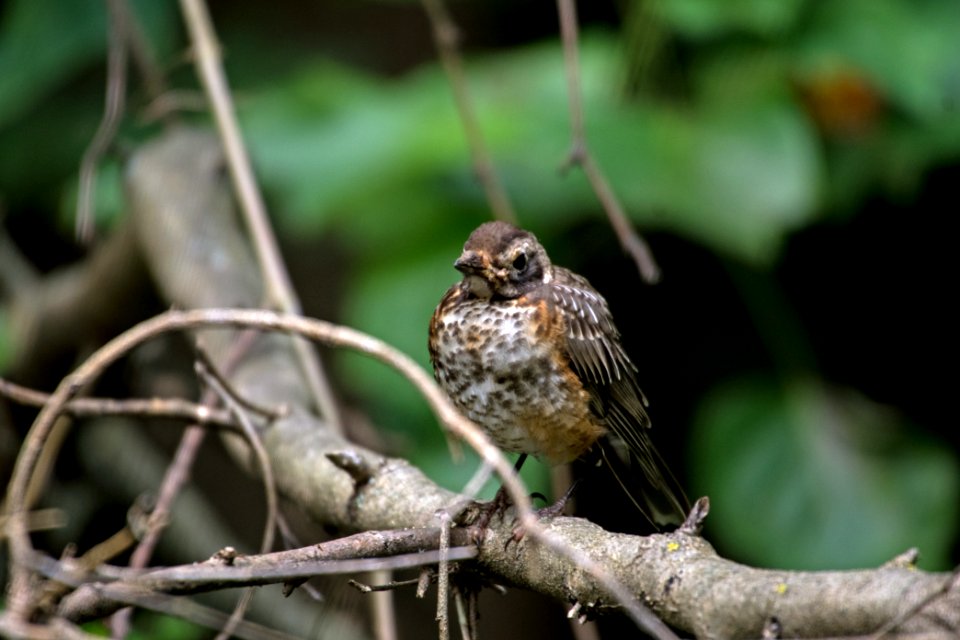 American Robin Juvenile 08-12-2018 27