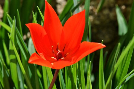 Spring flower red blossom photo