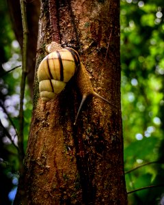 Native Tree Snail (2020 Photo Contest) photo