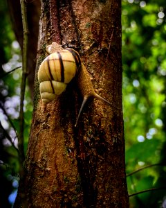 Native Tree Snail (2020 Photo Contest)