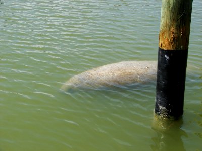 Manatee Flamingo Marina (7), NPSPhoto, A.Danneker 2009