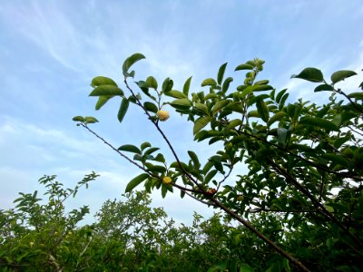 Anhinga Trail