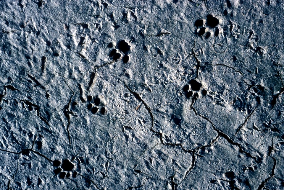 Bobcat Tracks- Coastal Prarie Tr 248FL, NPSPhoto