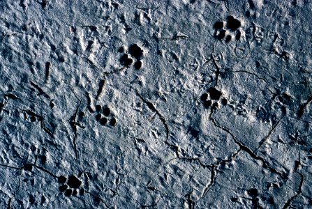 Bobcat Tracks- Coastal Prarie Tr 248FL, NPSPhoto