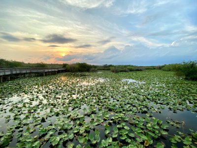 Anhinga Trail