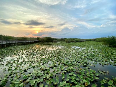 Anhinga Trail photo