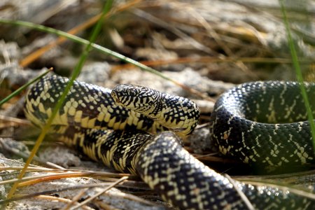Florida Kingsnake
