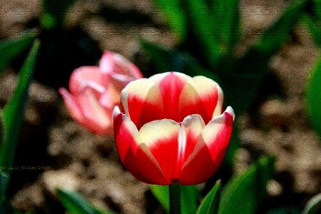 tulipani 3 photo
