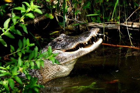 Alligator Eating Juvenile Gator photo