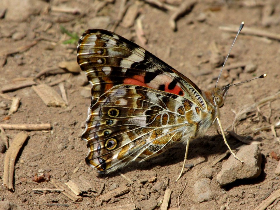 Painted lady, Vanessa cardui