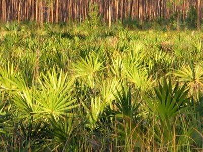 Long Pine Key Nature Trail (9), NPSPhoto