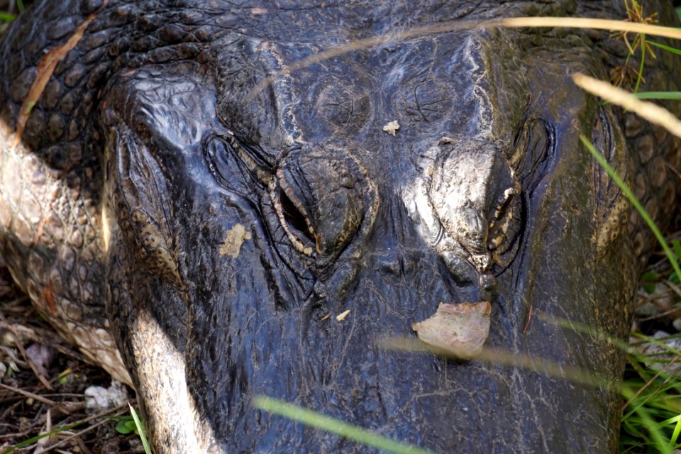 American Alligator at Anhinga Trail
