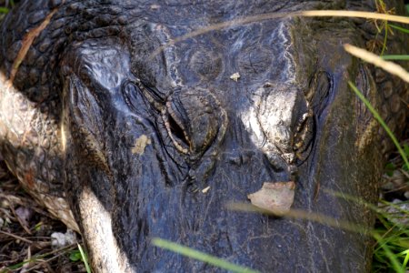 American Alligator at Anhinga Trail