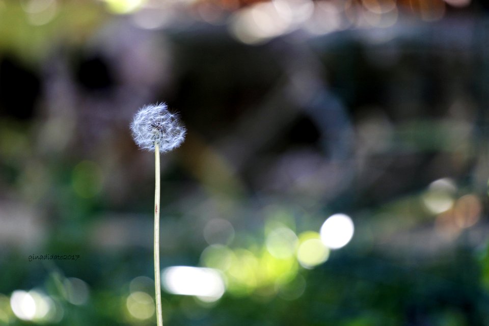 fiore di Tarassaco