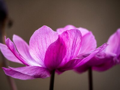 Blossom bloom pink photo