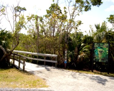 Mahogany Hammock Boardwalk (6), NPSPhoto