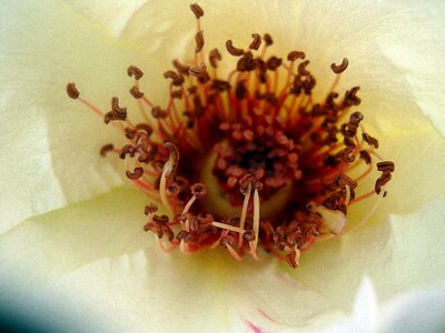 Spring rose pistil