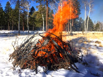 Pile burning in Aspen/Elk Exclosure