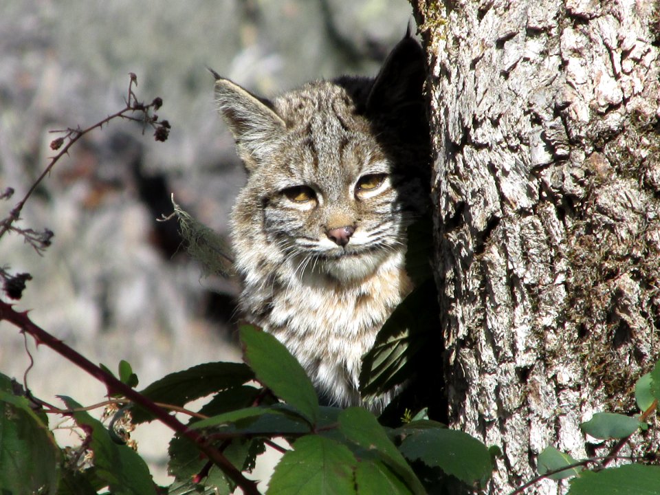 Young Bobcat