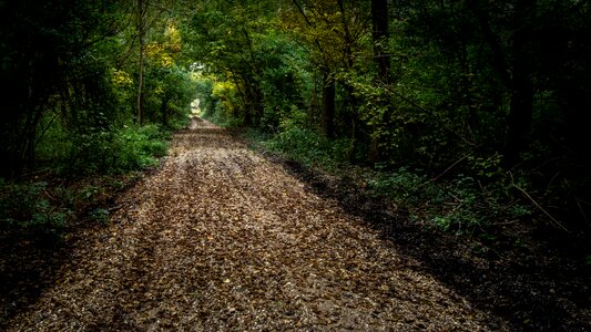 Forest tree path photo