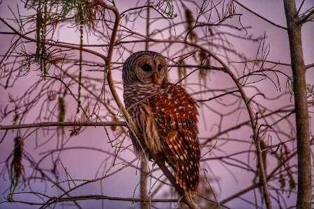 Barred Owl on Cypress Tree (2020 Photo Contest)