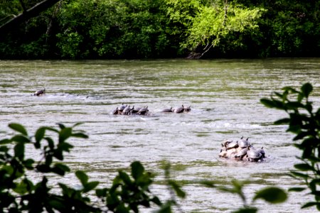 Turtles sunning in the Broad River, Cleveland County,, N.C.