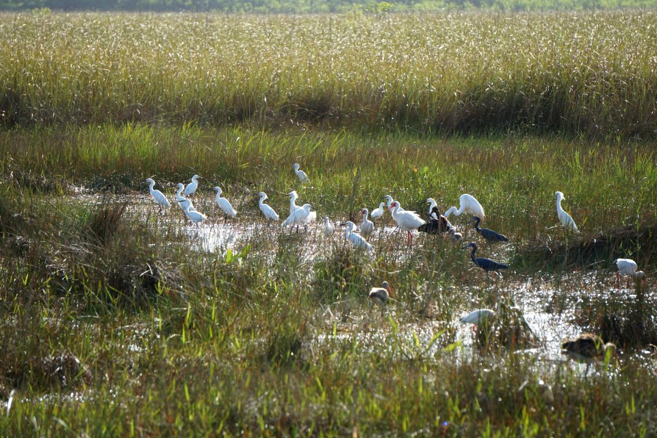Wading Birds Feeding at Shark Valley Slough