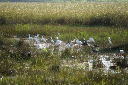 Wading Birds Feeding at Shark Valley Slough