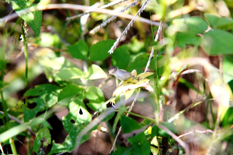 lizard