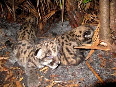 Florida Panther Kittens in Den at Okaloacoochee Slough Staet Forest